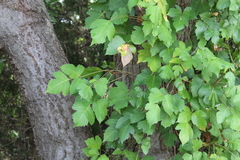 Toxicodendron radicans
