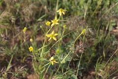 Ranunculus oxyspermus