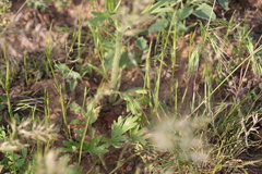 Ranunculus oxyspermus