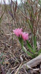 Babiana blanda