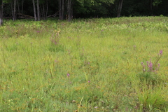 Panicum philadelphicum