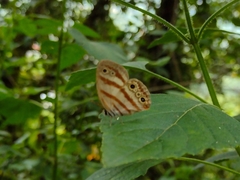 Euptychia
