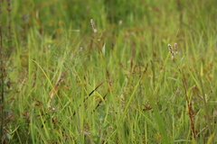Panicum philadelphicum