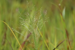 Panicum philadelphicum