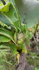 Antistrophus