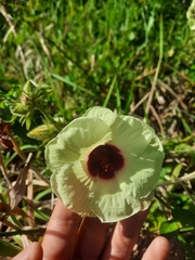 Hibiscus vitifolius