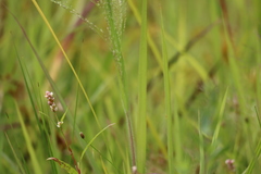 Panicum philadelphicum