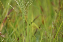 Panicum philadelphicum