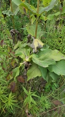 Antistrophus