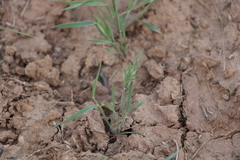 Eremopyrum orientale