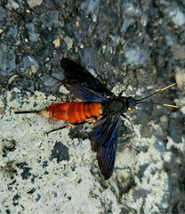 Urocerus cressoni