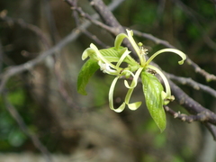 Turraea floribunda