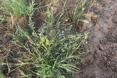 Prangos odontalgica