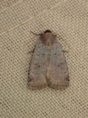 Protolampra rufipectus