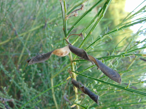prútnatec metlovitý (Cytisus scoparius)