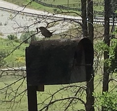 Troglodytes hiemalis