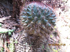 Mammillaria rhodantha