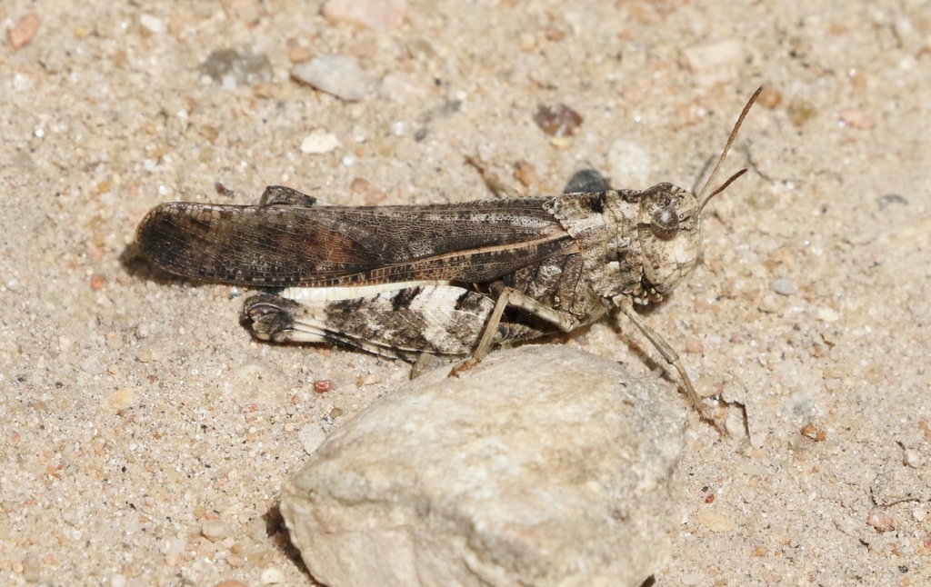 Plains Yellow-winged Grasshopper