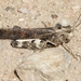 Plains Yellow-winged Grasshopper - Photo (c) James Bailey, some rights reserved (CC BY-NC), uploaded by James Bailey