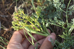 Prangos odontalgica