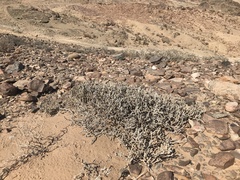 Mesembryanthemum tomentosum