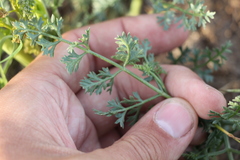 Prangos odontalgica