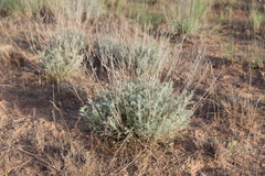 Artemisia fragrans