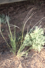 Stipa lessingiana