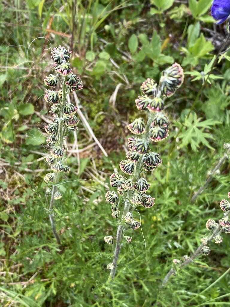 Artemisiinae