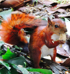 Sciurus granatensis
