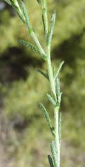 Felicia muricata muricata