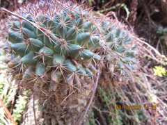 Mammillaria rhodantha