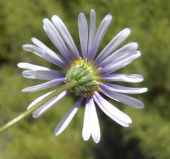 Felicia muricata muricata