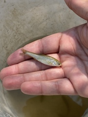 Cyprinella lutrensis