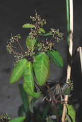 Euphorbia xalapensis