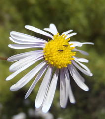 Felicia muricata muricata
