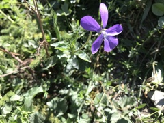 Viola cornuta