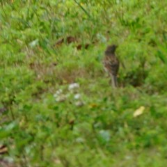 Ammodramus savannarum