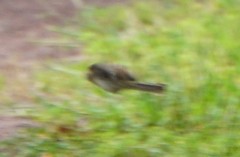 Ammodramus savannarum