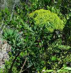 Notobubon laevigatum