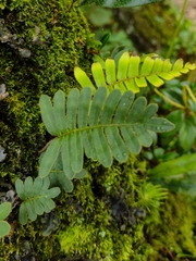 Pleopeltis polypodioides
