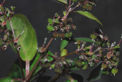 Euphorbia xalapensis