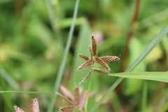 Cyperus diandrus