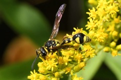 Eumenes papillarius