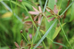 Cyperus diandrus