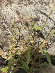 Lindernia anagallidea