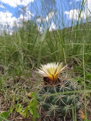 Coryphantha pycnacantha