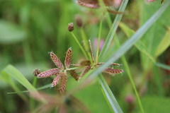 Cyperus diandrus