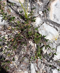 Rhynchosia leucoscias