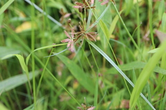 Cyperus diandrus